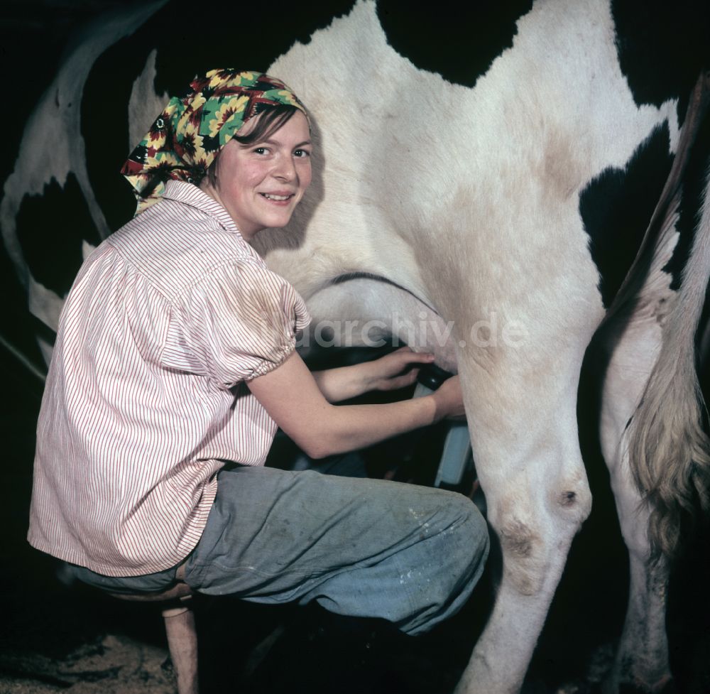 DDR-Fotoarchiv: Mühlenbecker Land - Arbeiten zur Milchproduktion in einem Landwirtschaftsbetrieb im Ortsteil Schönfließ im Mühlenbecker Land in der DDR