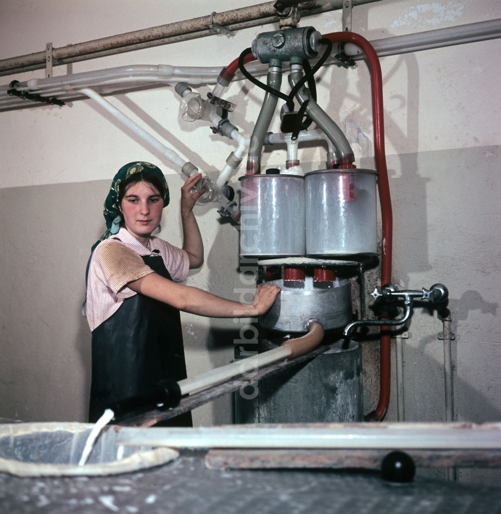 DDR-Bildarchiv: Mühlenbecker Land - Arbeiten zur Milchproduktion in einem Landwirtschaftsbetrieb im Ortsteil Schönfließ im Mühlenbecker Land in der DDR