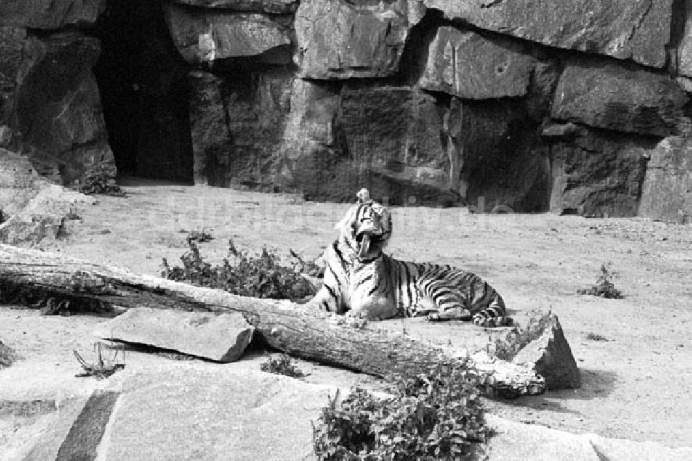 DDR-Fotoarchiv: Berlin - August 1973 Tiger im Tierpark.