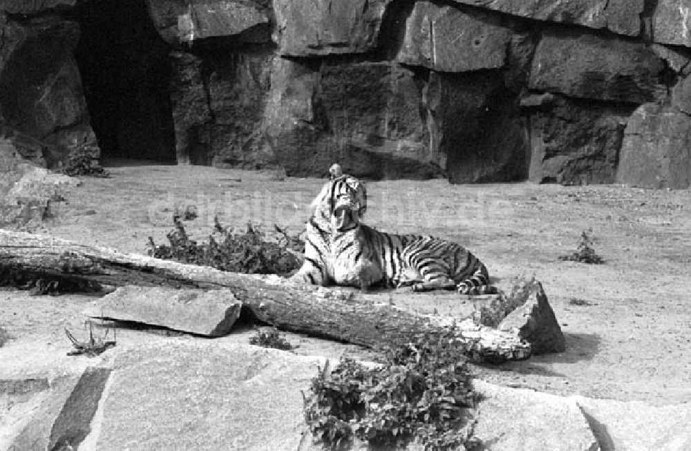 Berlin: August 1973 Tiger im Tierpark.