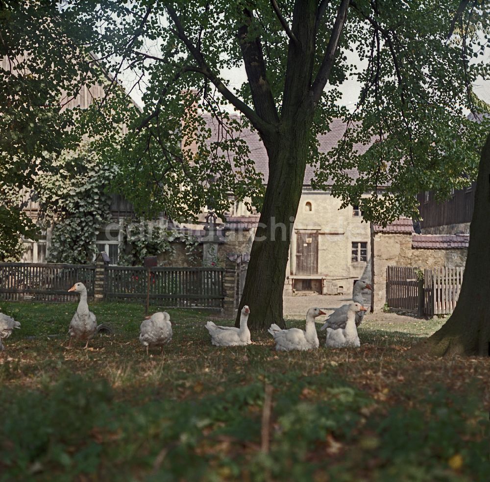 DDR-Fotoarchiv: Räckelwitz - Bauernhofbetrieb mit Gänse - Freilandhaltung in Räckelwitz in der DDR