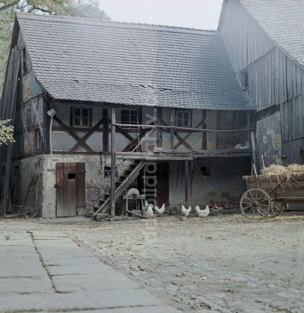 DDR-Bildarchiv: Räckelwitz - Bauernhofbetrieb mit Hühner - Freilandhaltung in Räckelwitz in der DDR