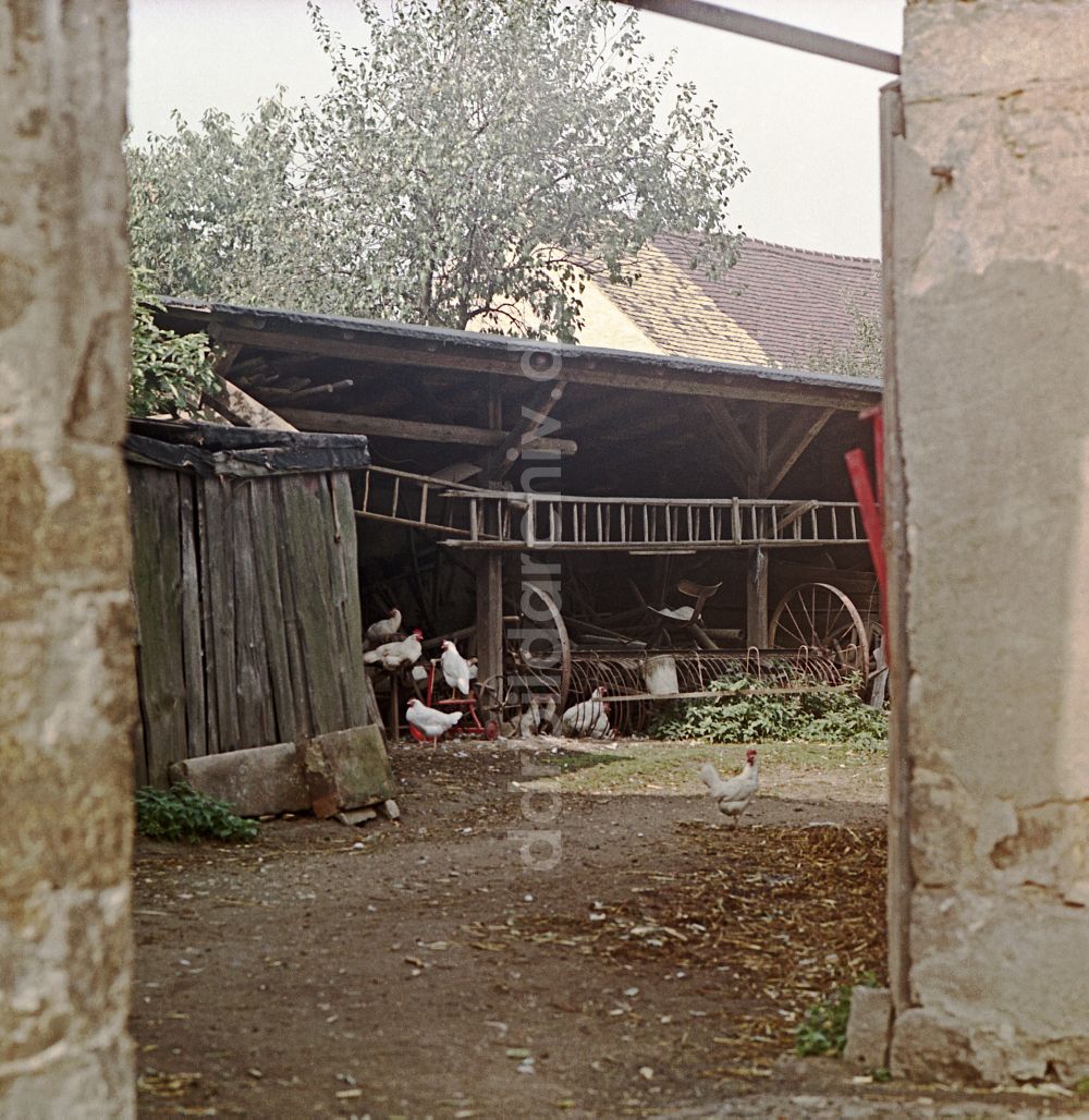 DDR-Fotoarchiv: Räckelwitz - Bauernhofbetrieb mit Hühner - Freilandhaltung in Räckelwitz in der DDR