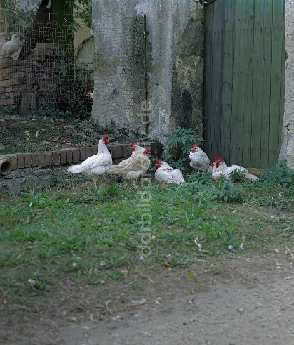 Räckelwitz: Bauernhofbetrieb mit Hühner - Freilandhaltung in Räckelwitz in der DDR