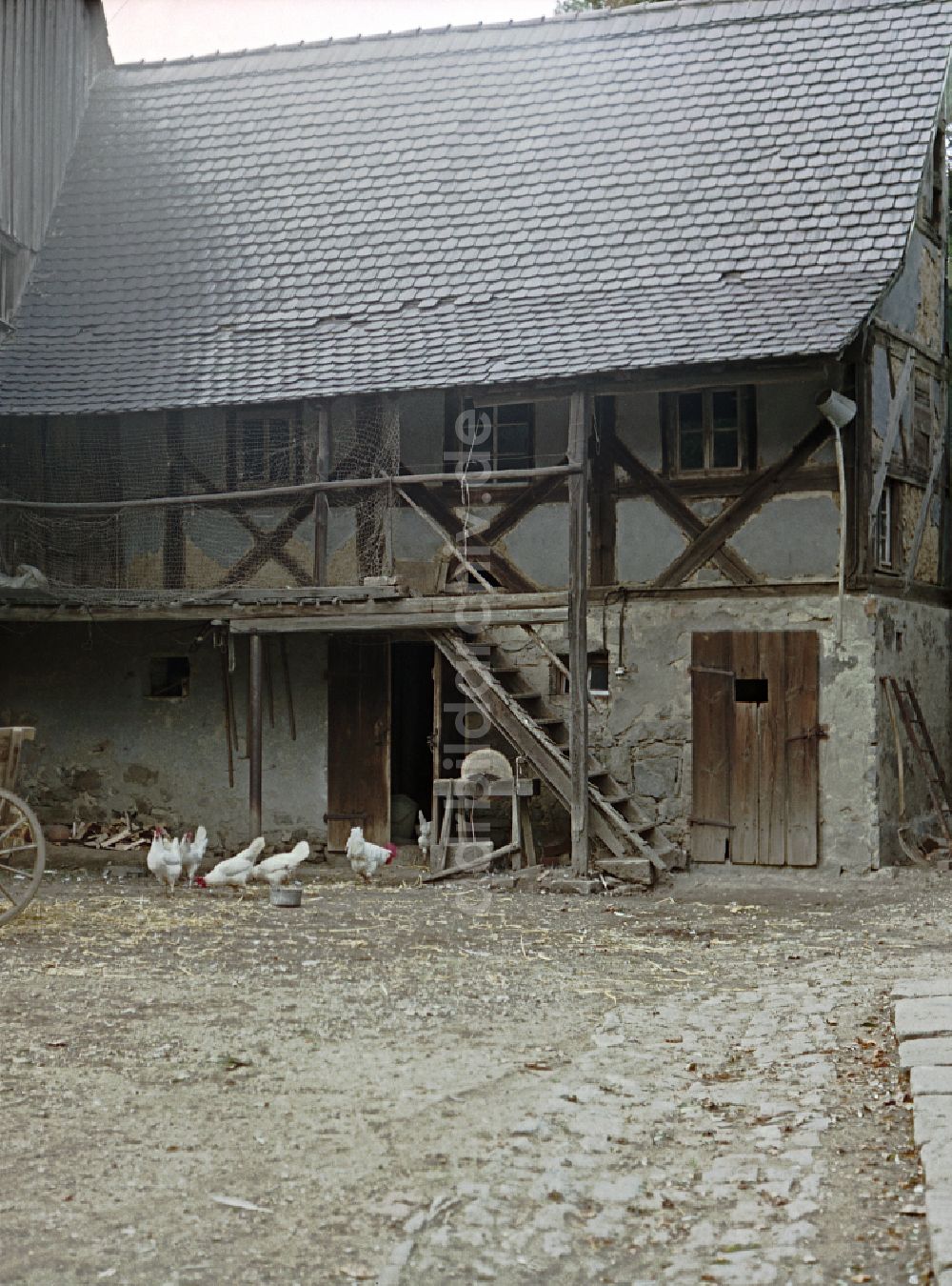 Räckelwitz: Bauernhofbetrieb mit Hühner - Freilandhaltung in Räckelwitz in der DDR