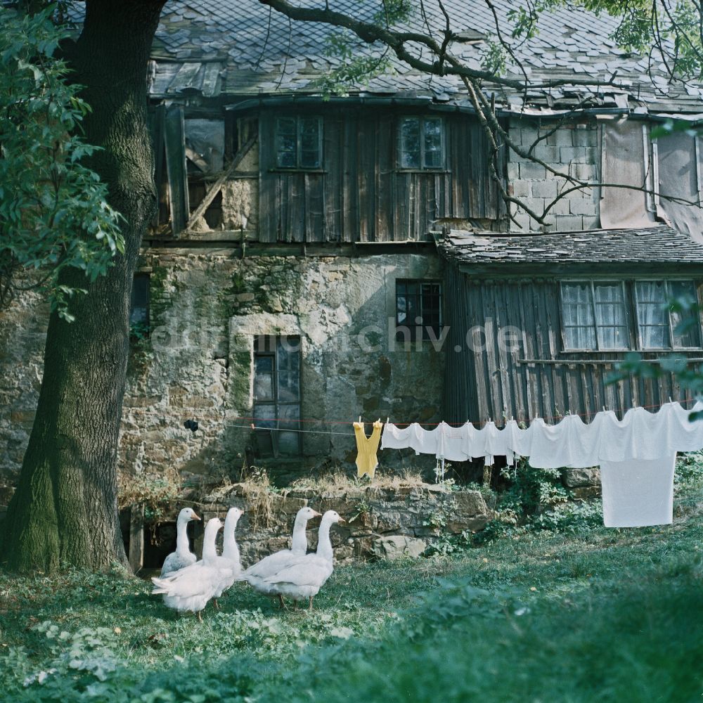 DDR-Fotoarchiv: Räckelwitz - Bauernhofbetrieb mit umherziehender Gänseherde in Räckelwitz in der DDR