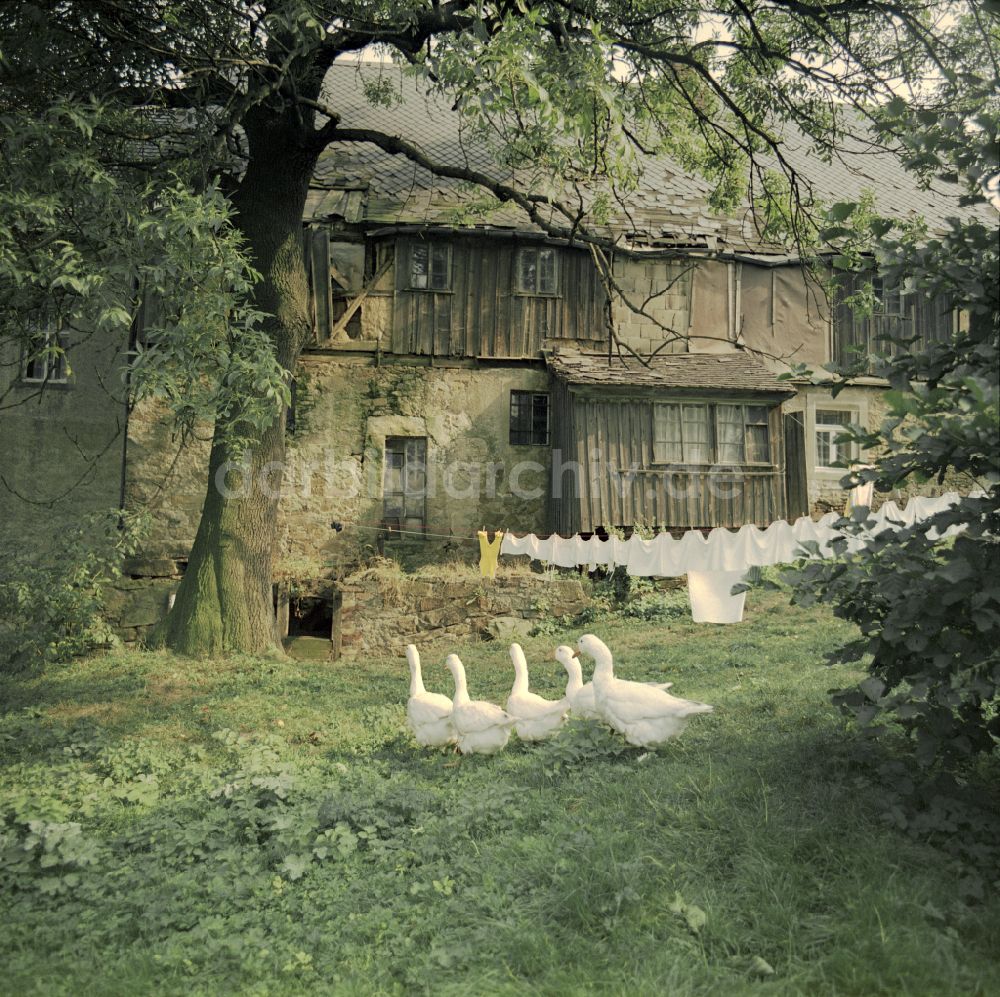 Räckelwitz: Bauernhofbetrieb mit umherziehender Gänseherde in Räckelwitz in der DDR