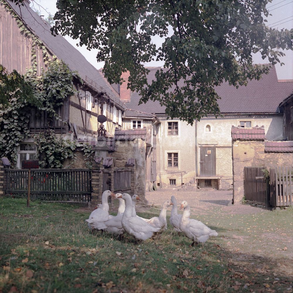 DDR-Bildarchiv: Räckelwitz - Bauernhofbetrieb mit umherziehender Gänseherde in Räckelwitz in der DDR