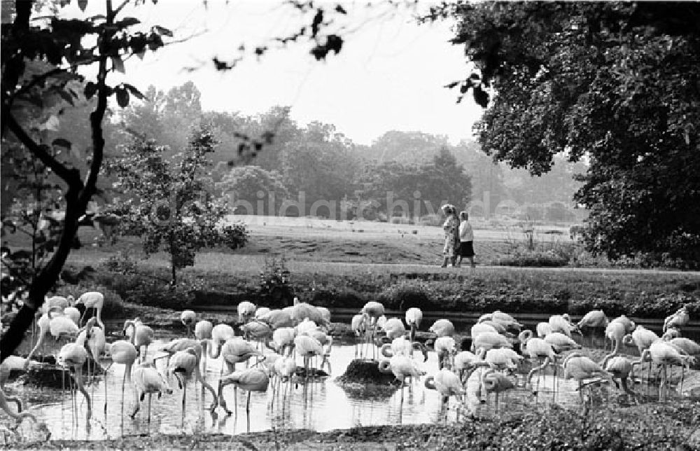 DDR-Fotoarchiv: Berlin - Berlin Berliner Motive Foto: Bonitz Nr.: 605