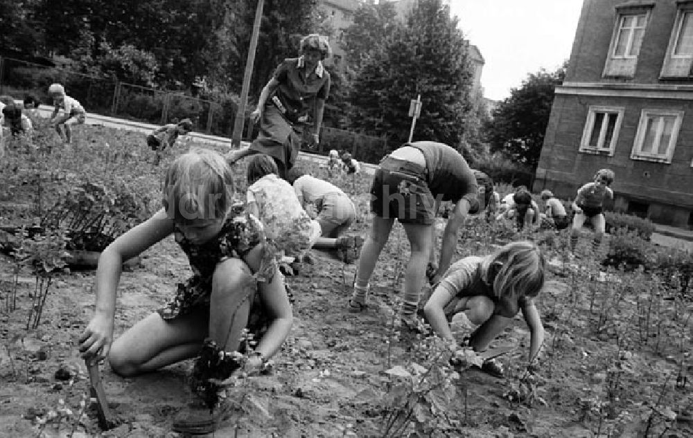 DDR-Bildarchiv: Berlin - Friedrichshain - Berlin - Friedrichshain Kinder bepflanzen Rabatten an der Weberwiese Foto: Bonitz Nr.: 632