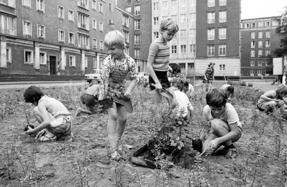 Berlin - Friedrichshain: Berlin - Friedrichshain Kinder bepflanzen Rabatten an der Weberwiese Foto: Bonitz Nr.: 632