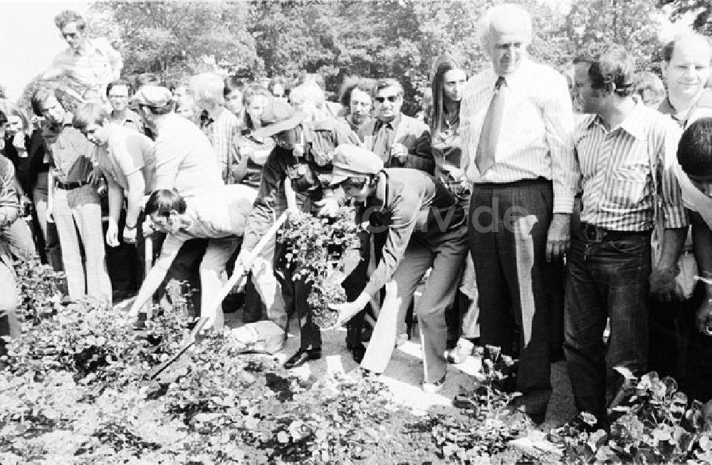 DDR-Fotoarchiv: Berlin - Treptow - Berlin - Rosenpflanzen im Treptower Park 10