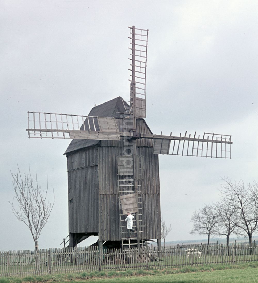 Beelitz: Bockwindmühle in Beelitz in der DDR