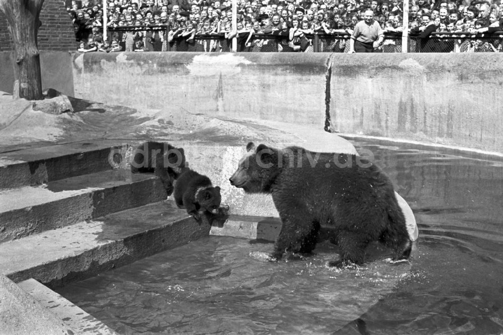 DDR-Fotoarchiv: Berlin - Bärenzwinger am Köllnischen Park in Berlin in der DDR