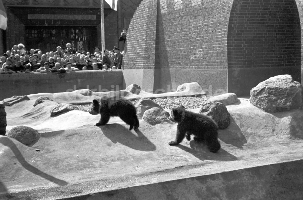 Berlin: Bärenzwinger am Köllnischen Park in Berlin in der DDR