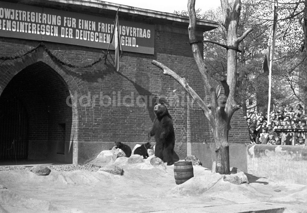 DDR-Fotoarchiv: Berlin - Bärenzwinger am Köllnischen Park in Berlin in der DDR