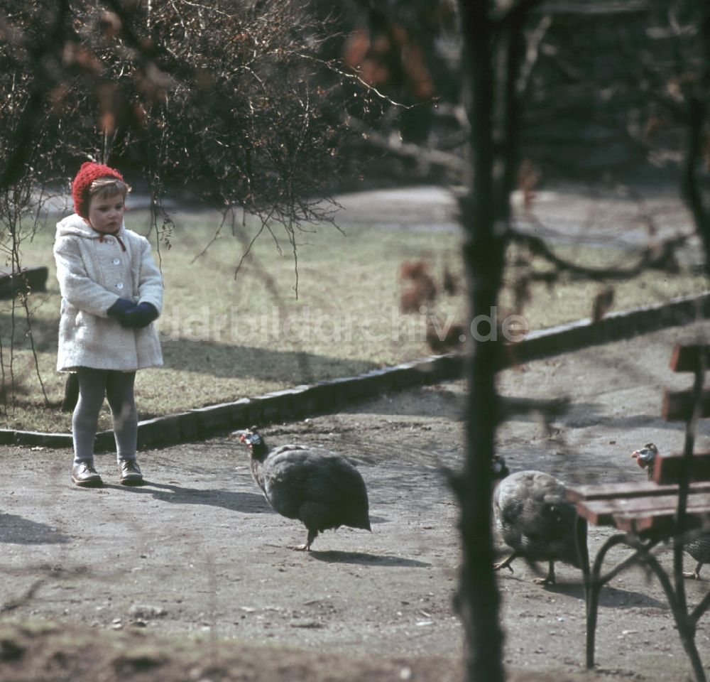 Leipzig: DDR - Mädchen und Perlhuhn 1959