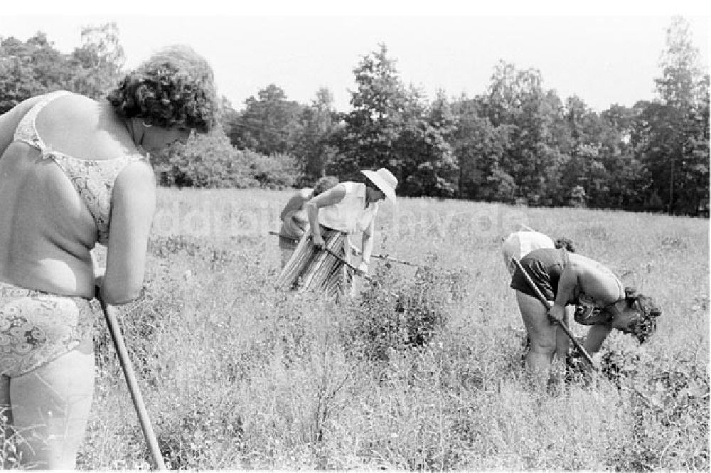 DDR-Bildarchiv: Forst - Forst Pflege von jungen Kieferpflanzen im Forstbetrieb Foto: Bonitz Nr.: 577