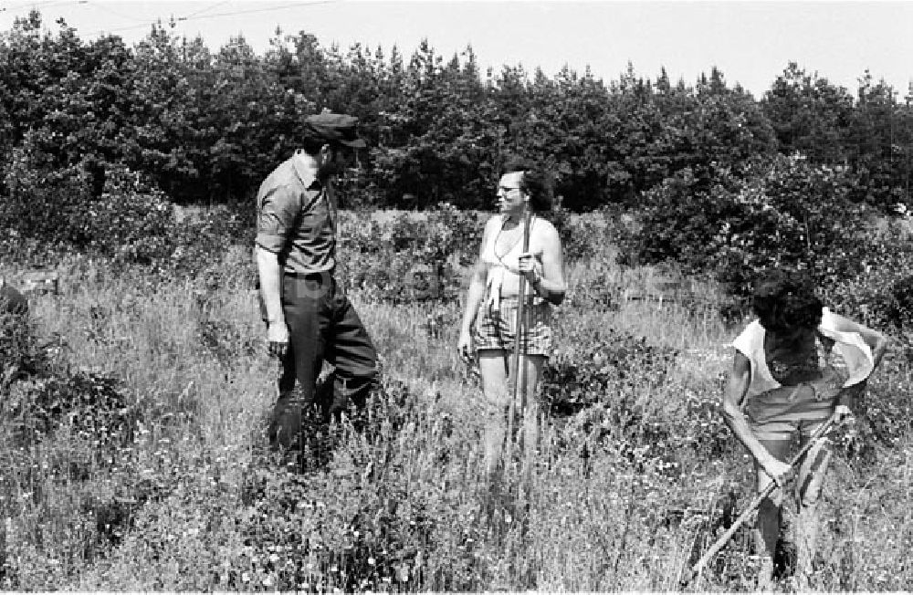 DDR-Bildarchiv: Forst - Forst Pflege von jungen Kieferpflanzen im Forstbetrieb Foto: Bonitz Nr.: 577