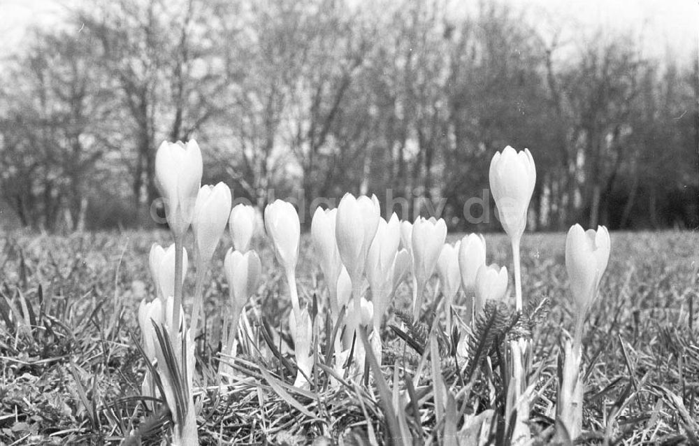 Berlin: Frühjahrsmotiv (Wiese mit Krokussen Berlin-Friedrichshain) 19.03.1993