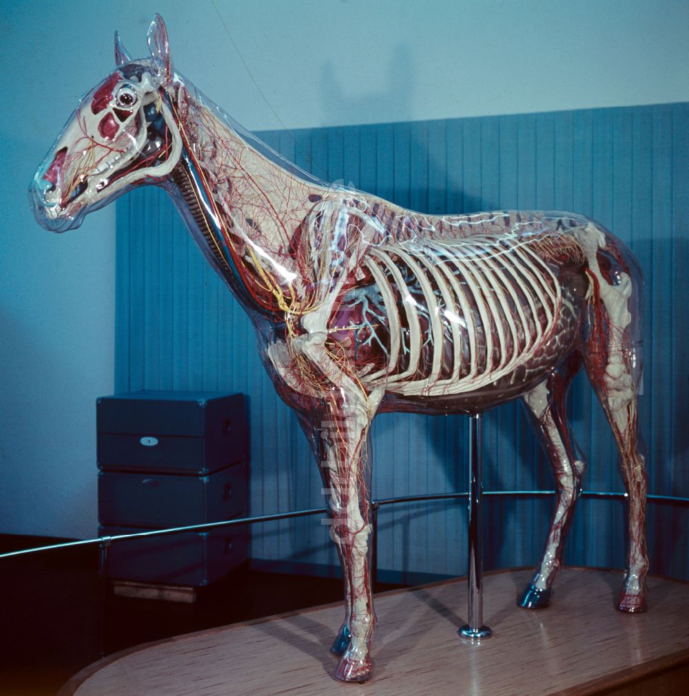 DDR-Fotoarchiv: Dresden - Gläsernes Pferd im Hygiene-Museum in Dresden in der DDR