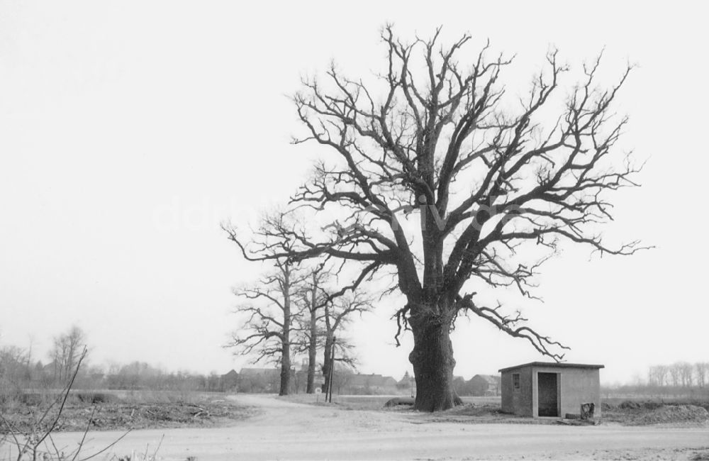 DDR-Bildarchiv: Groß Lübbenau - Haltestelle - Bushaltestelle unter einem alten Baum in Groß Lübbenau in der DDR