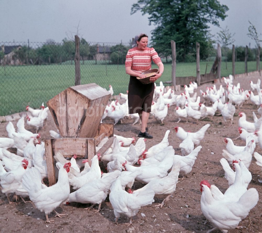 Bernau: Hühnerzucht in einer Landwirtschaftlichen Produktionsgenossenschaft in Bernau in der DDR