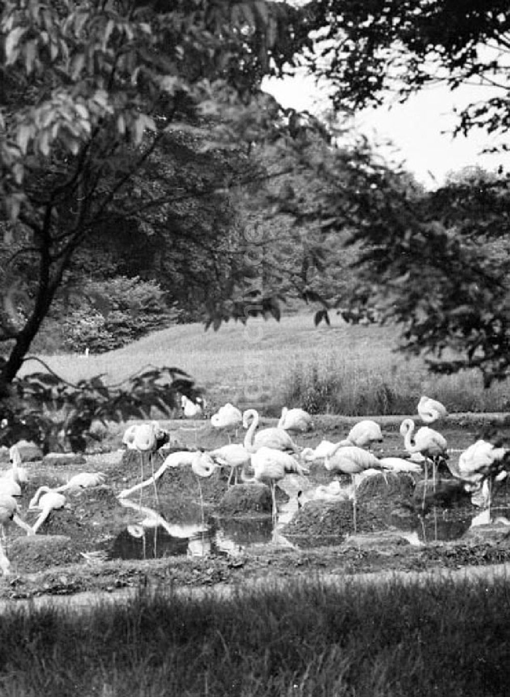 DDR-Fotoarchiv: Berlin - Juni 1973 Tierpark in Berlin.