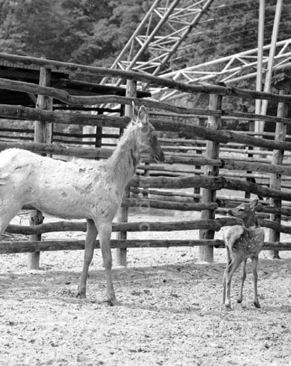 Berlin: Juni 1973 Tierpark in Berlin.