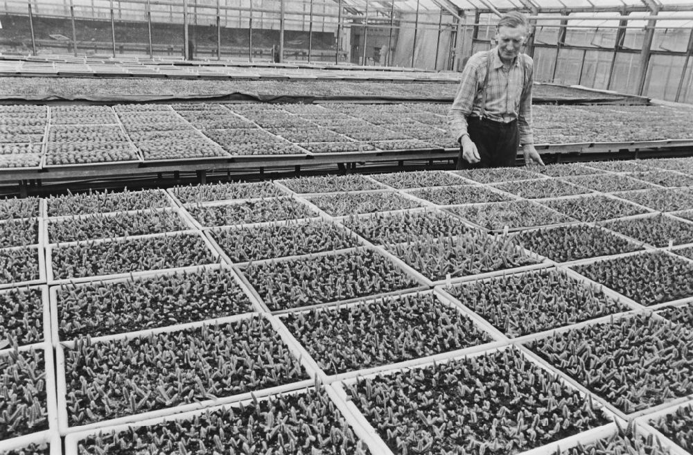 DDR-Bildarchiv: Berlin - Kakteenzucht in der GPG Aufbau „Hermann Schlimme“ in Biesdorf in Berlin in der DDR