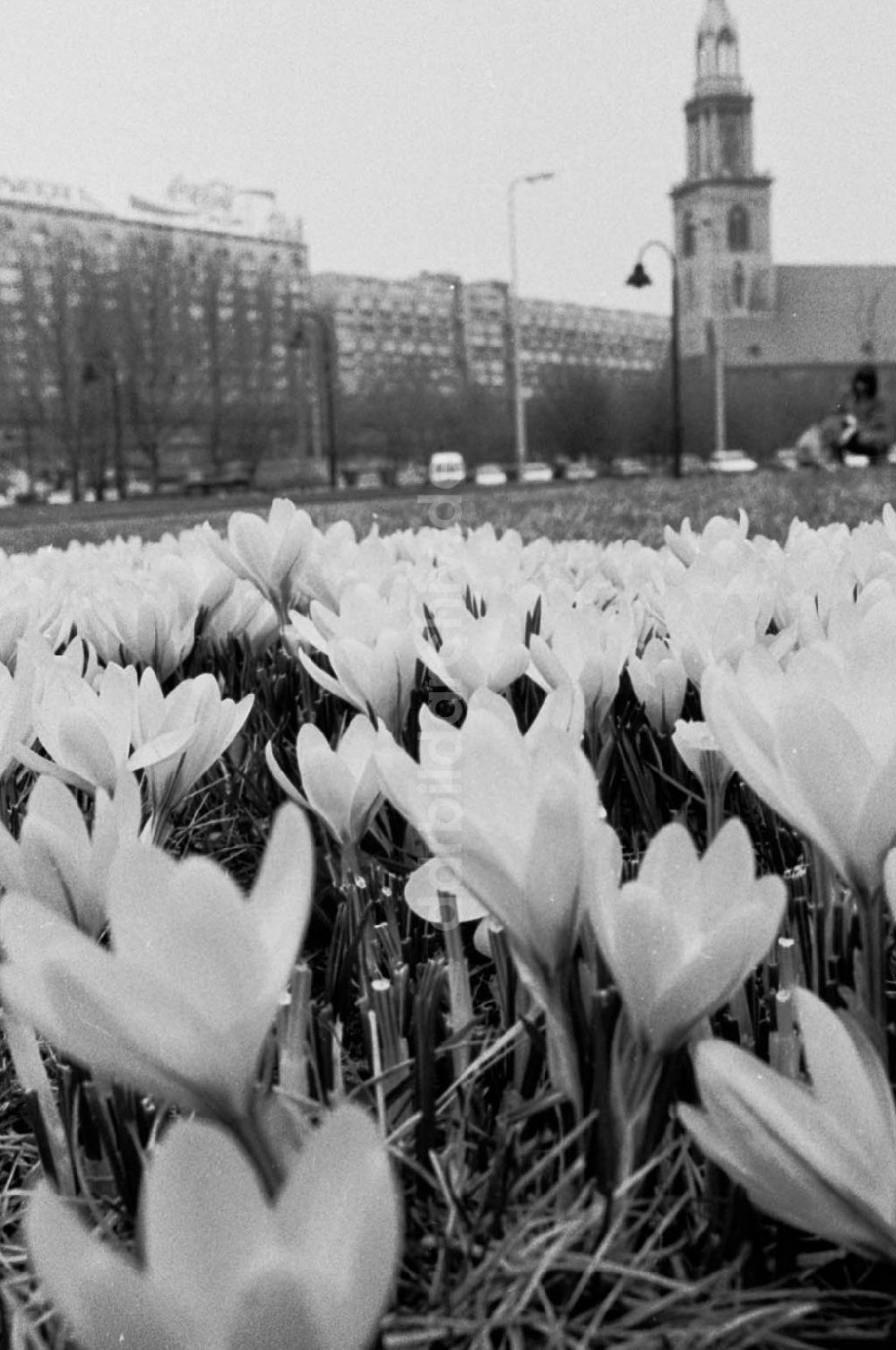 Berlin / Mitte: krokusse in der Rathausstraße Bln.- Mitte ND/Lange