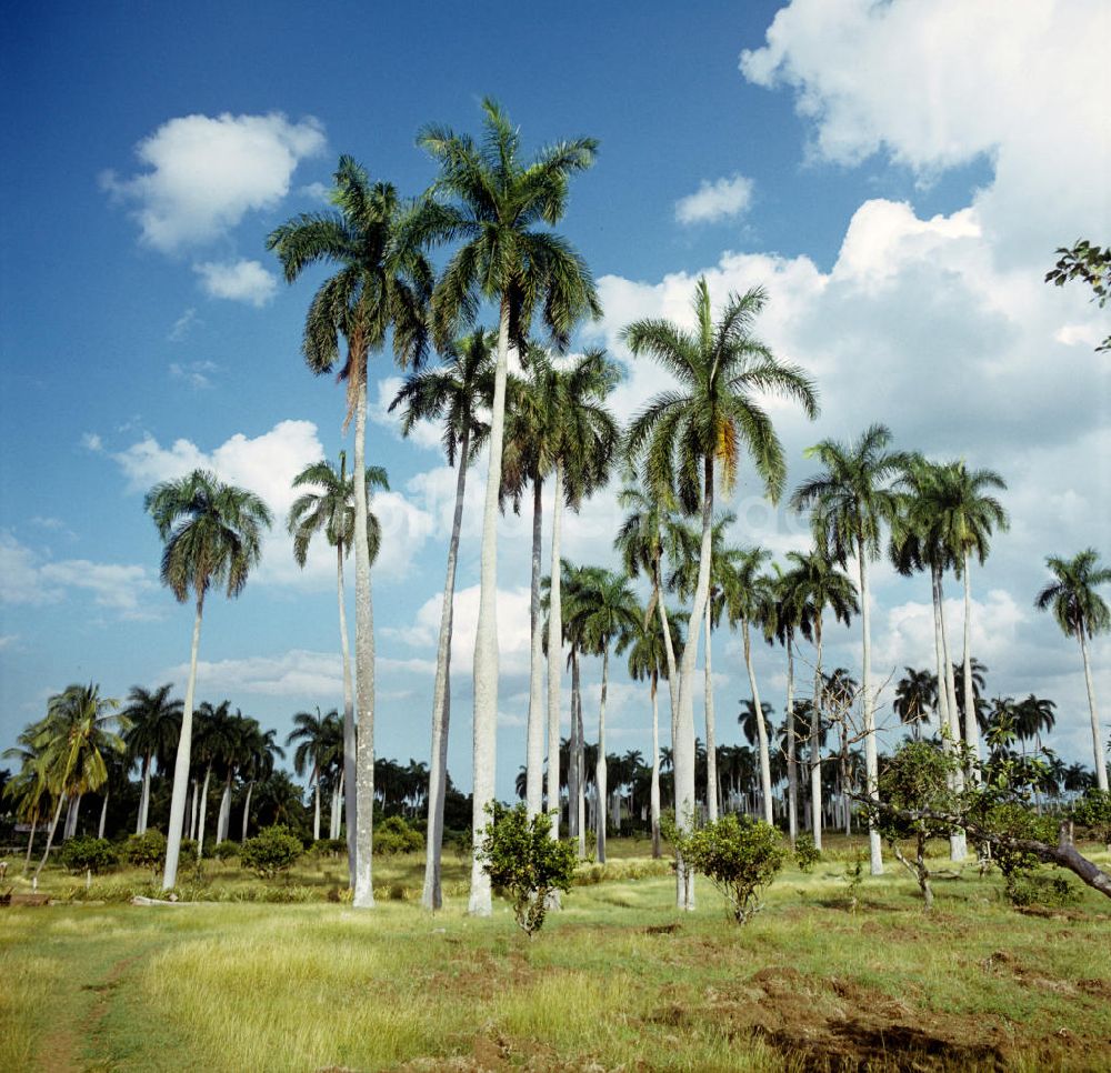 Gibara: Kuba / Cuba - Palmen