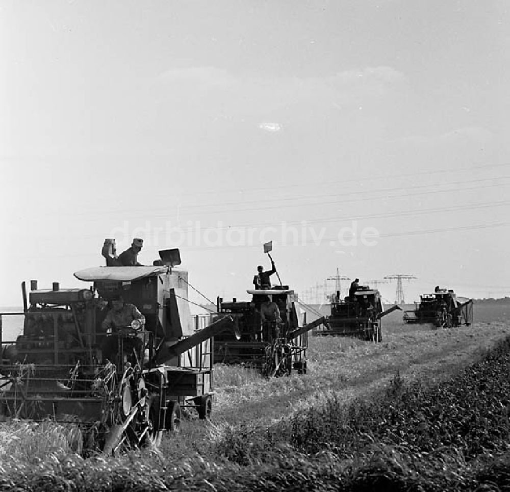 DDR-Bildarchiv: Schenkenberg/ Delitzsch - Landwirtschaftliche Produktionsgenossenschaft 7 Oktober in Schenkenberg/ Delitzsch Mähdrescher (Gerste) 38 ha Umschlagnr