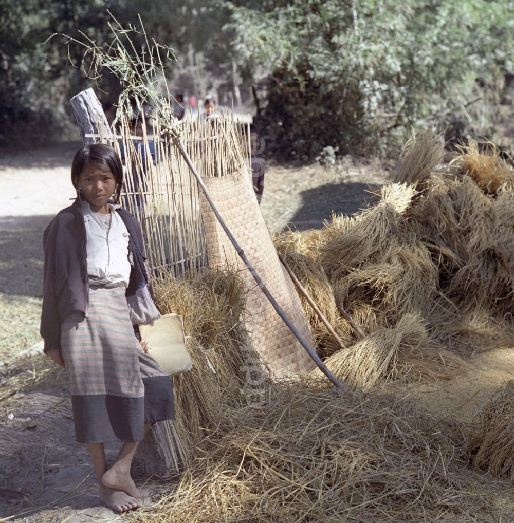 DDR-Bildarchiv: Vientiane - Laos historisch - Reisernte 1976