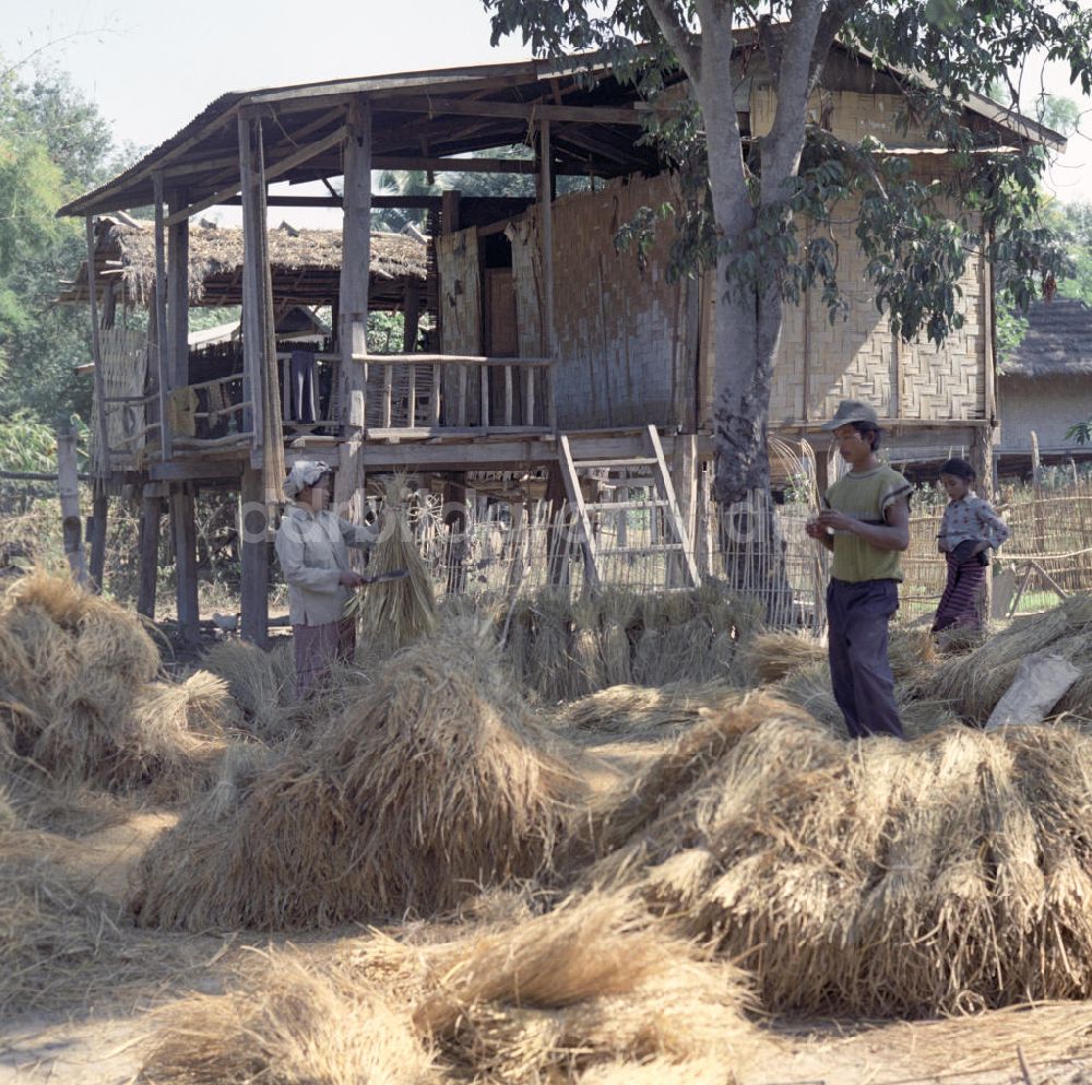 Vientiane: Laos historisch - Reisernte 1976