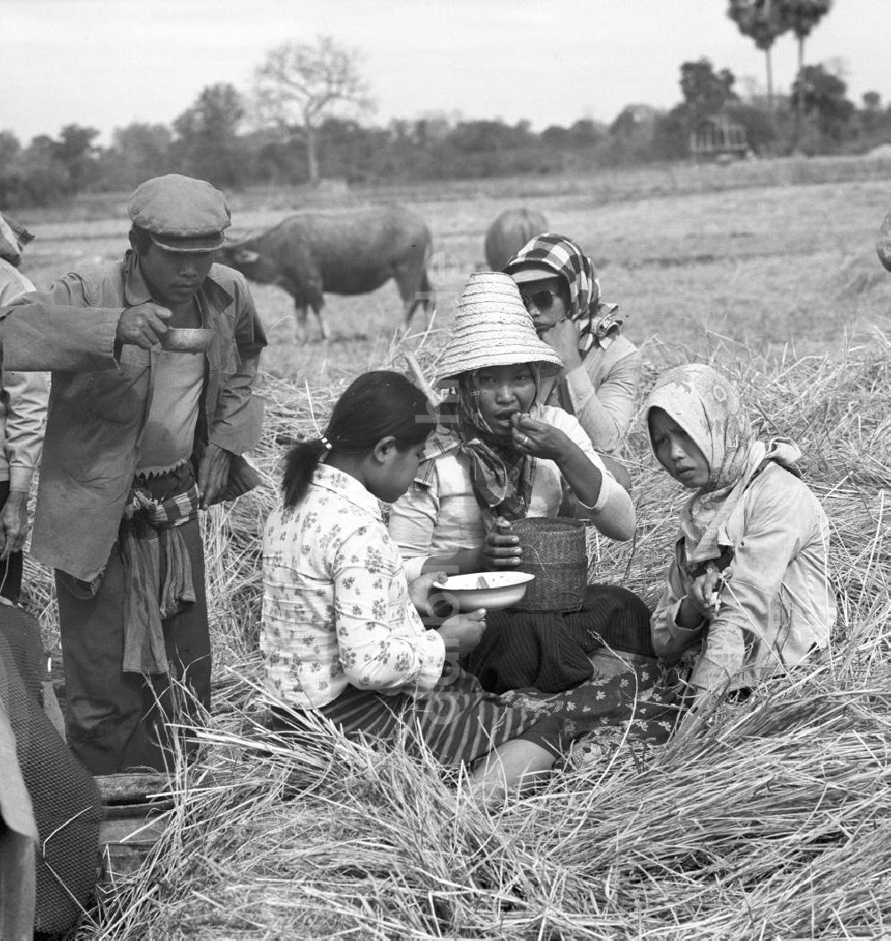 DDR-Bildarchiv: Vientiane - Laos historisch - Reisernte 1977