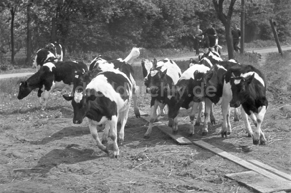 DDR-Bildarchiv: Leipzig - Leipzig - Kuhhatz 1960