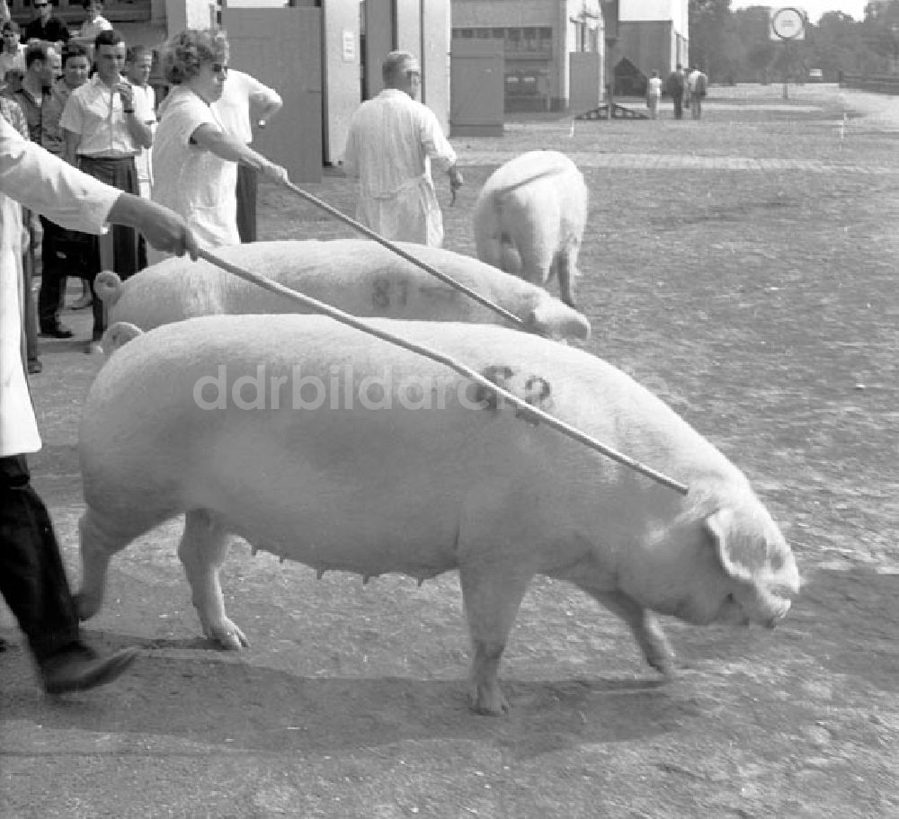 Leipzig: Leipzig-Makleeberg Landwirtschaftsmesse Foto: Schönfeld