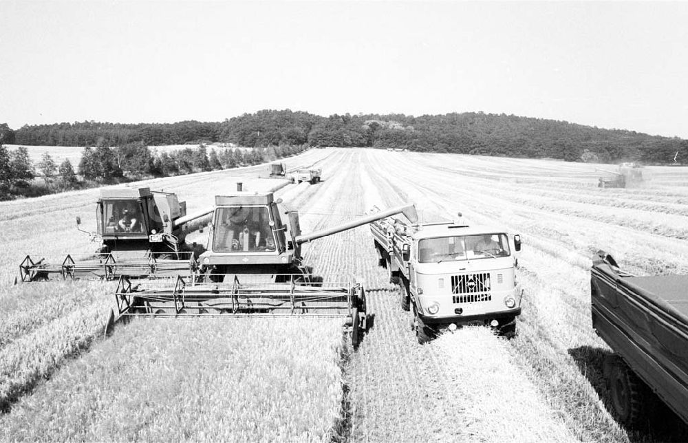 DDR-Fotoarchiv: unbekannt - LPG Blankenburg im Harz ernten Wintergerste 12.07.1989