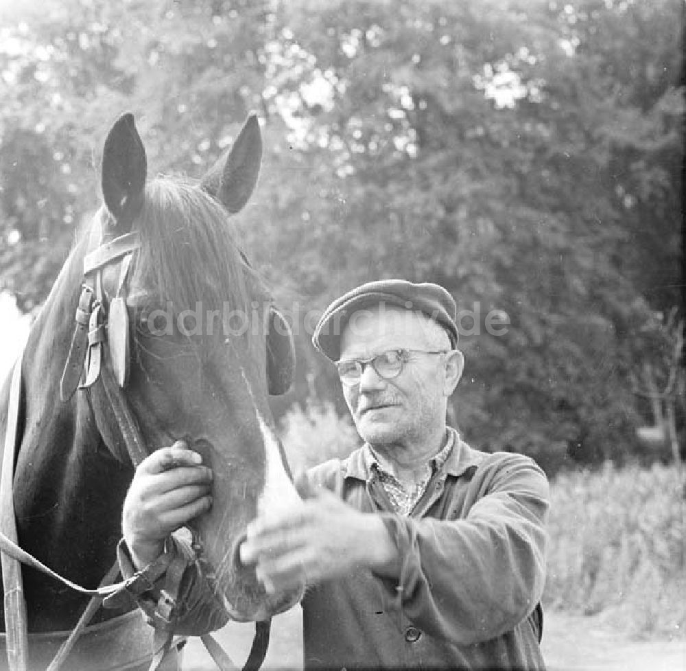 DDR-Fotoarchiv: Dargun - Mann mit Pferd