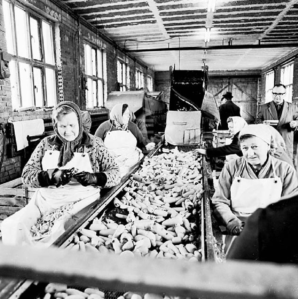 DDR-Bildarchiv: Störmthal-Güldengossa/ Sachsen - Möhrenstraße in der LPG Vereinte Kraft Störmthal-Güldengossa Umschlagnr.: 27 Foto: unbekannt