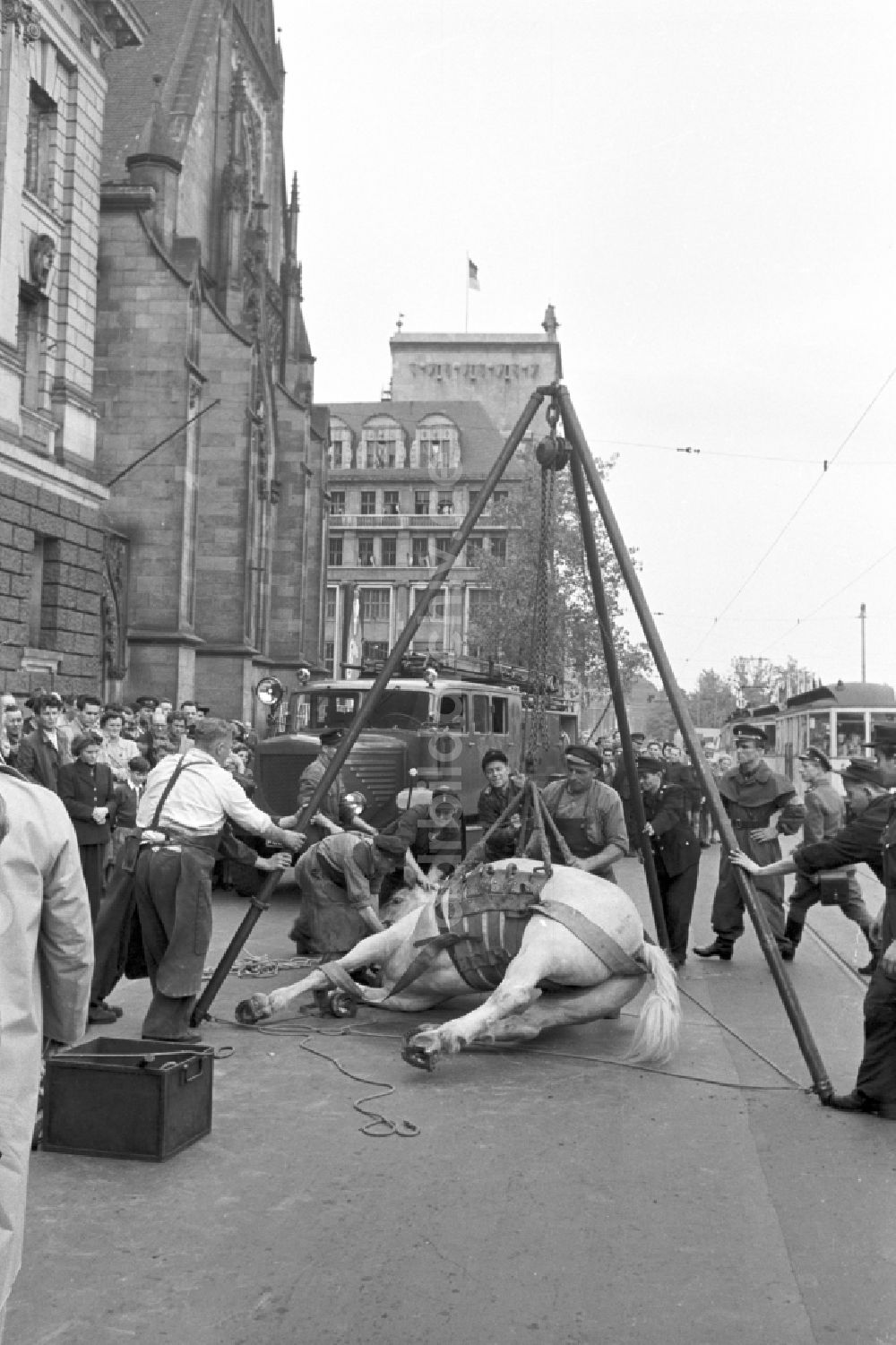 DDR-Bildarchiv: Leipzig - Mit Hilfe der Feuerwehr wird ein festliegendes Pferd auf dem Karl-Marx-Platz (heute Augustusplatz) in wieder aufgerichtet in Leipzig in der DDR