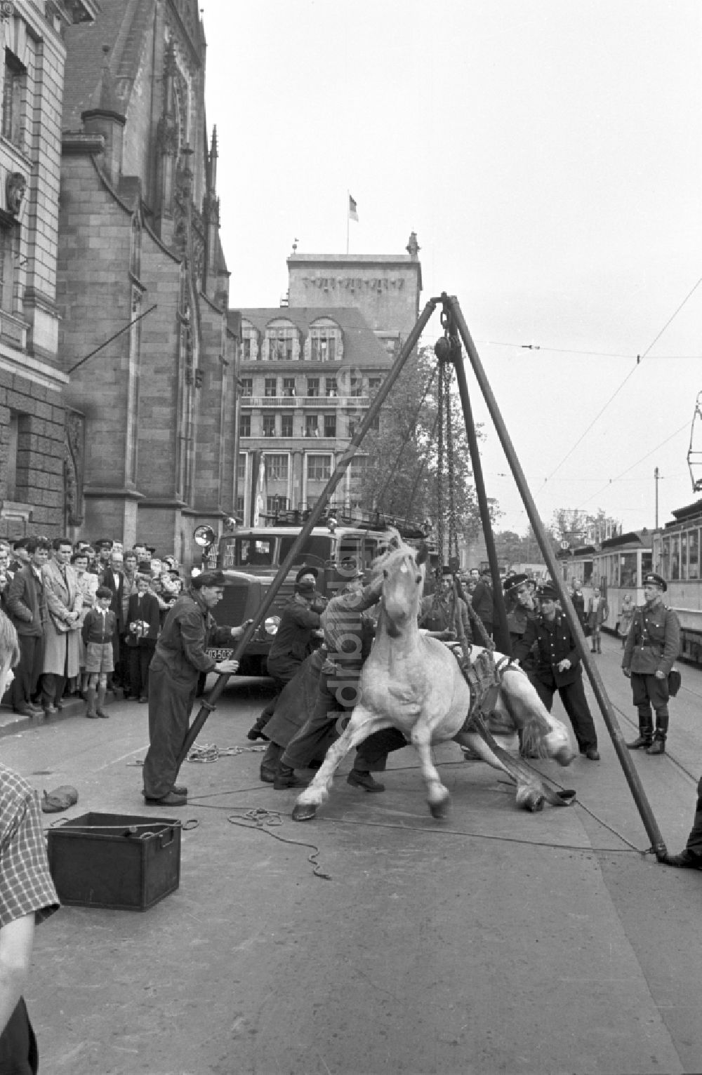 DDR-Fotoarchiv: Leipzig - Mit Hilfe der Feuerwehr wird ein festliegendes Pferd auf dem Karl-Marx-Platz (heute Augustusplatz) in wieder aufgerichtet in Leipzig in der DDR