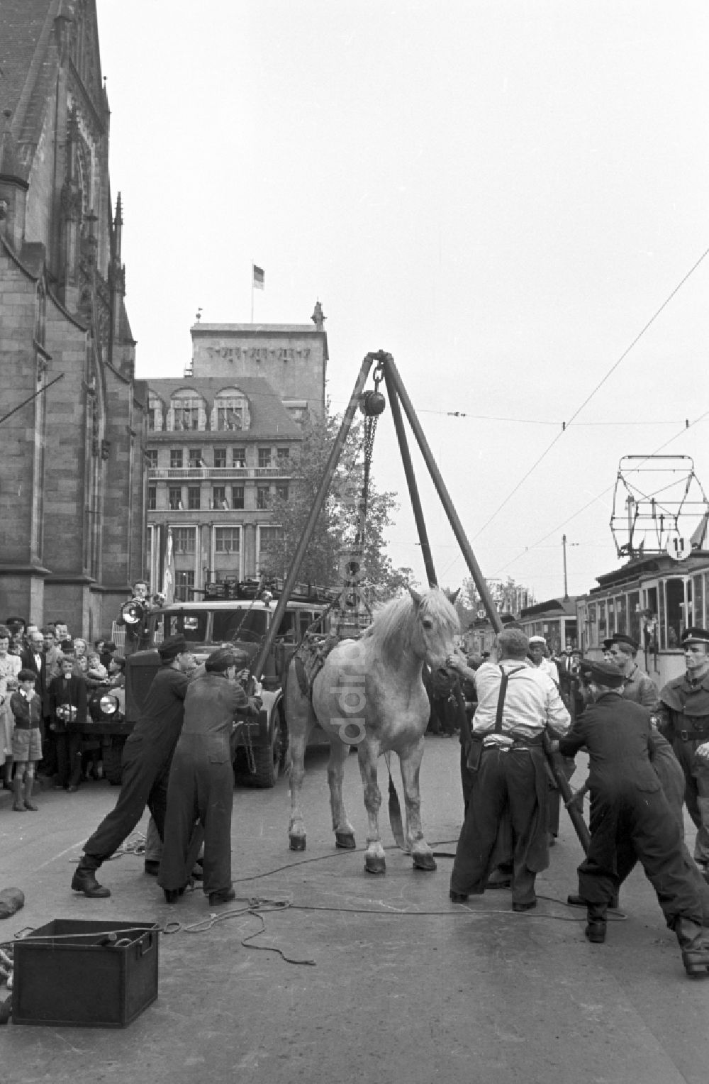 Leipzig: Mit Hilfe der Feuerwehr wird ein festliegendes Pferd auf dem Karl-Marx-Platz (heute Augustusplatz) in wieder aufgerichtet in Leipzig in der DDR