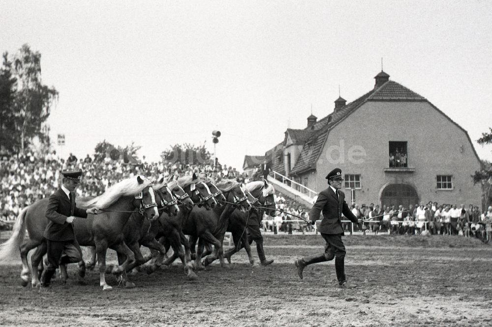 DDR-Fotoarchiv: Dresden - Moritzburger Hengstparade in Sachsen in der DDR