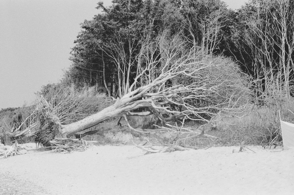 DDR-Fotoarchiv: Graal-Müritz - Ostseestrand mit entwurzelten Bäumen in Graal-Müritz in der DDR