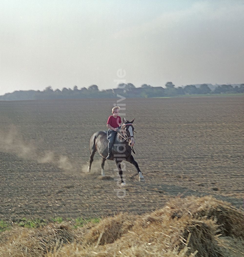 DDR-Fotoarchiv: Horka - Pferd und Reiter bei Filmarbeiten zu Porträt eines Mittelpunktes in Horka in der DDR