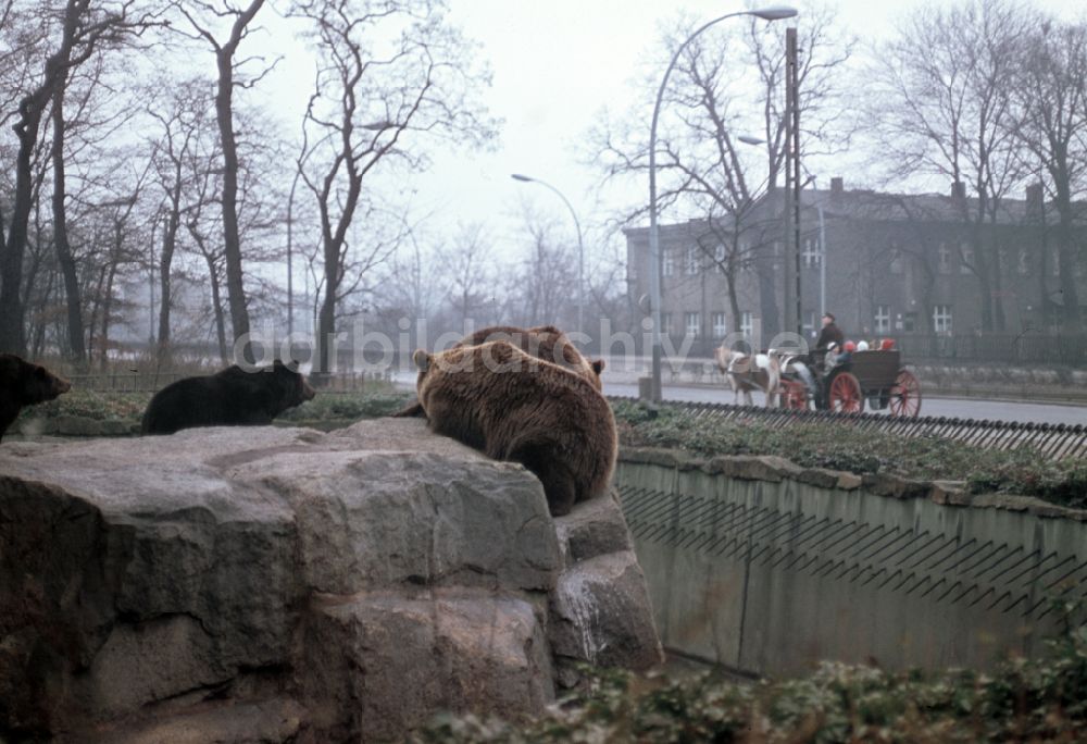 DDR-Bildarchiv: Berlin - Pferdegespann mit Kindern bei einem kleinen Ausflug vorbei am Bärengehege des Berliner Tierparks in Berlin in der DDR