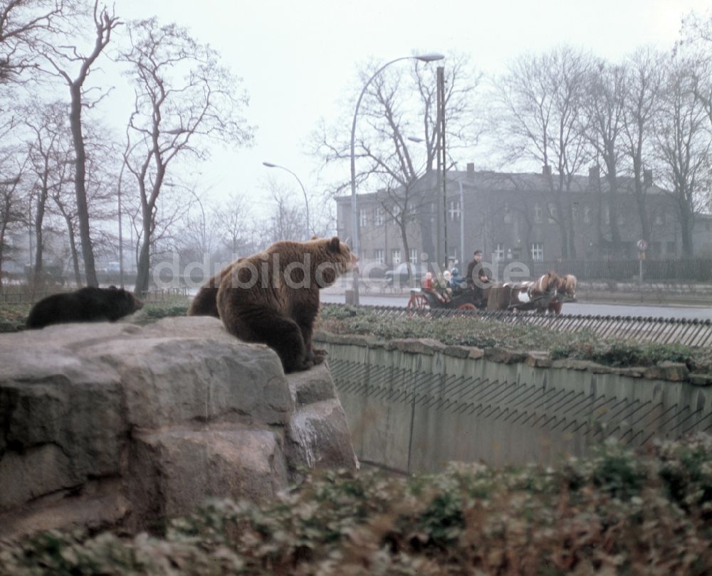 Berlin: Pferdegespann mit Kindern bei einem kleinen Ausflug vorbei am Bärengehege des Berliner Tierparks in Berlin in der DDR