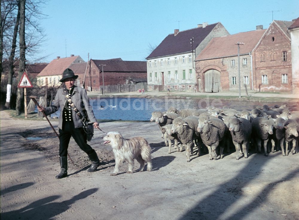 DDR-Fotoarchiv: Bernau - Schäfer mit Herde in Bernau in der DDR